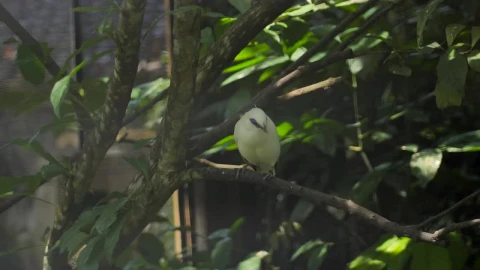 Stock Footage Yellow Bird On Tree Branch Live Wallpaper Free - Free Live Wallpaper