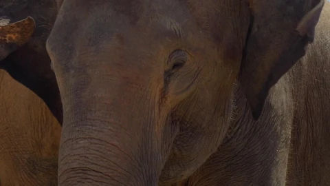 Stock Footage Young Elephant Moving Its Ears Live Wallpaper Free - Free Live Wallpaper