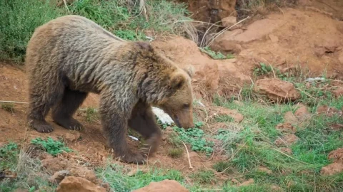 Stock Footage Young Brown Bear Walking Through The Field Live Wallpaper Free - Free Live Wallpaper