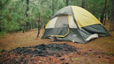 Stock Footage Woman Leaving Her Tent In The Wood Live Wallpaper Free - Free Live Wallpaper