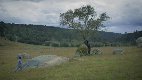 Stock Footage Woman Taking Photos Of A Tree In The Fields Live Wallpaper Free - Free Live Wallpaper
