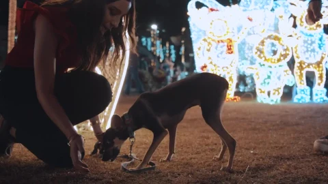 Stock Footage Women Feeding A Puppy In A Christmas Park At Night Live Wallpaper Free - Free Live Wallpaper
