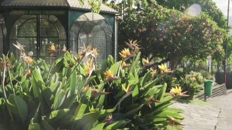 Stock Footage Yellow Flowers In A Garden Live Wallpaper Free - Free Live Wallpaper