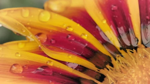 Stock Footage Yellow Flower Macro Close Up Live Wallpaper Free - Free Live Wallpaper