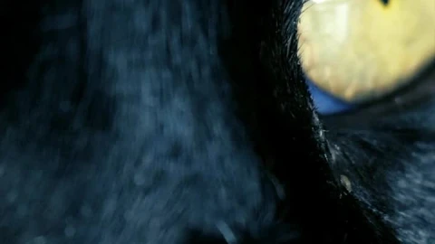 Stock Footage Yellow Eyed Black Cat Close Up Live Wallpaper Free - Free Live Wallpaper
