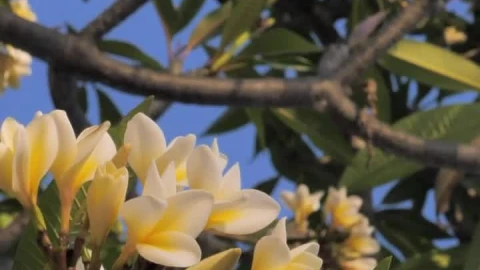 Stock Footage Yellow And White Flowers In A Tree Live Wallpaper Free - Free Live Wallpaper