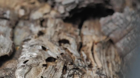 Stock Footage Wooden Log Close Up Live Wallpaper Free - Free Live Wallpaper