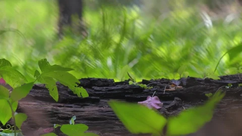 Stock Footage Wooden Log At A Forest With Green Nature Live Wallpaper Free - Free Live Wallpaper