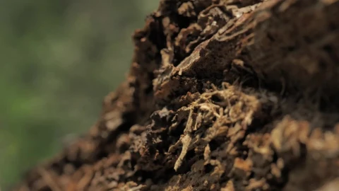 Stock Footage Wooden Log At A Forest Live Wallpaper Free - Free Live Wallpaper