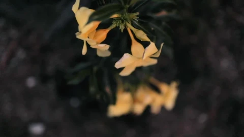 IMG_8017 - Free Live Wallpaper
