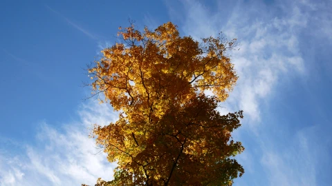 Clouds Maple Tree Video Live Wallpaper - Free Live Wallpaper