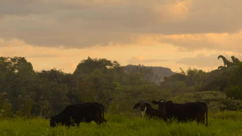Free Video Cows Goat Farm Video Live Wallpaper - Free Live Wallpaper