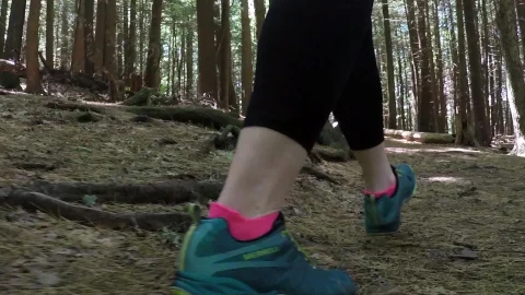 Forest Hike Video Live Wallpaper - Free Live Wallpaper