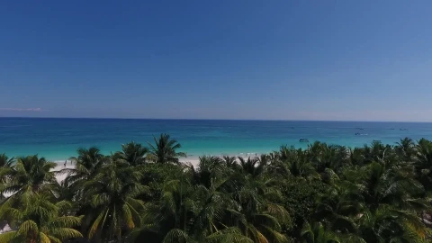 Free Video Drone Video Beach Blue Sea Palm Trees Video Live Wallpaper - Free Live Wallpaper