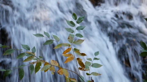Leaves Near Waterfall Video Live Wallpaper - Free Live Wallpaper