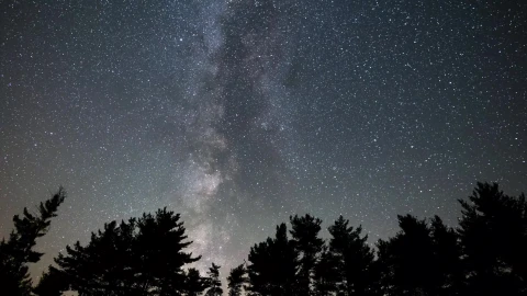 Milky Way Tree Silhouette Video Live Wallpaper - Free Live Wallpaper