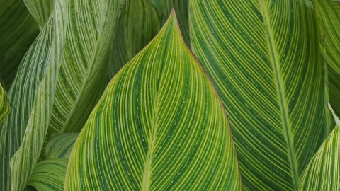 Moving Green Leaves Video Live Wallpaper - Free Live Wallpaper