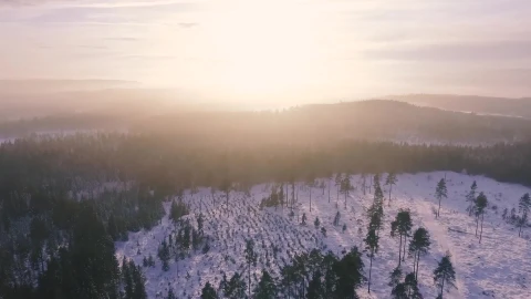 Ree Video Drone Forest Snow Video Live Wallpaper - Free Live Wallpaper