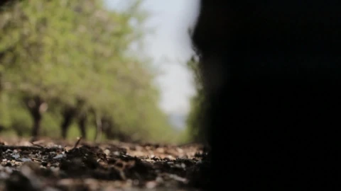 Ree Video Man Walking Forest Video Live Wallpaper - Free Live Wallpaper