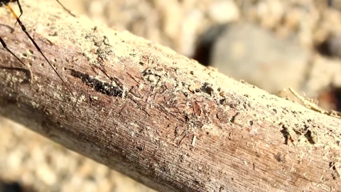 Ree Video Spider Walking Tree Video Live Wallpaper - Free Live Wallpaper