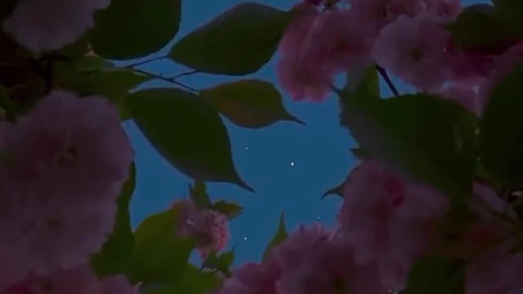 Android and iPhone Full Moon And Sakura Sky Phone Live Wallpaper - Free Live Wallpaper