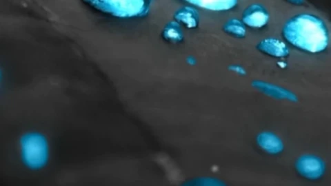 Cool Free Water Droplets Android iPhone Live Phone Wallpaper - Free Live Wallpaper