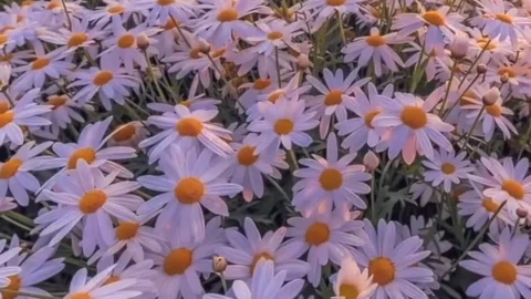 Android  iOS iPhone  chamomile hills sky live wallpaper - Free Live Wallpaper