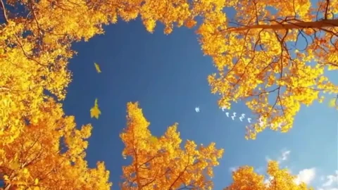 Fall Autumn Sky Phone Live Wallpaper - Free Live Wallpaper
