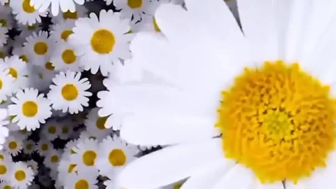 Android and iPhone Chamomile Flow Phone Live Wallpaper - Free Live Wallpaper