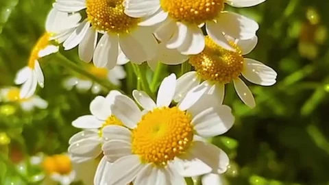 Android  iOS iPhone  chamomile Green live wallpaper - Free Live Wallpaper