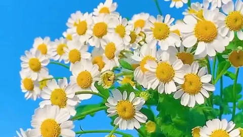 Chamomile With Blue Sky And Wind Live Wallpaper - Free Live Wallpaper