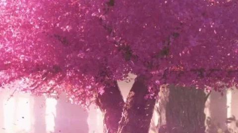 Live Phone Cherry Blossom Tree Wallpaper To iPhone And Android - Free Live Wallpaper