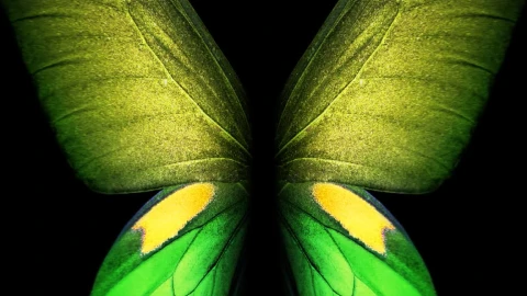 Butterfly Green Samsung Galaxy Z Fold3 Phone Live Wallpaper - Free Live Wallpaper