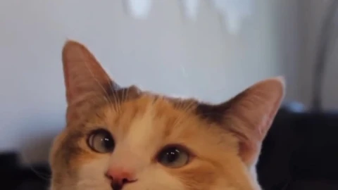 iOS iPhone  Android HD Relaxing Cat Live Wallpaper - Free Live Wallpaper