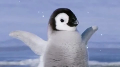 Live Phone Baby Emperor Penguin Dance Wallpaper To iPhone And Android - Free Live Wallpaper