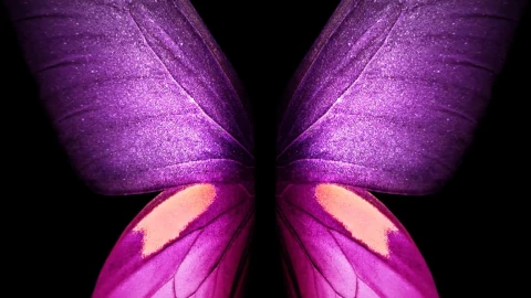 Butterfly Purple Samsung Galaxy Z Fold3 Phone Live Wallpaper - Free Live Wallpaper