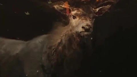 Live Phone Deer Horns Fire Wallpaper To iPhone And Android - Free Live Wallpaper
