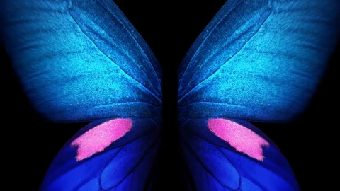 Butterfly Azul Samsung Galaxy Z Fold3 Phone Live Wallpaper - Free Live Wallpaper
