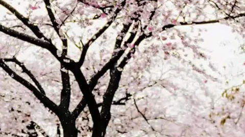 Live Phone Cherry Blossom Season In London Wallpaper To iPhone And Android - Free Live Wallpaper