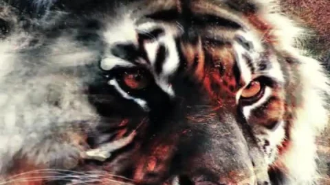 Tiger Cool Edit iphone 12 pro wallpaper - Free Live Wallpaper