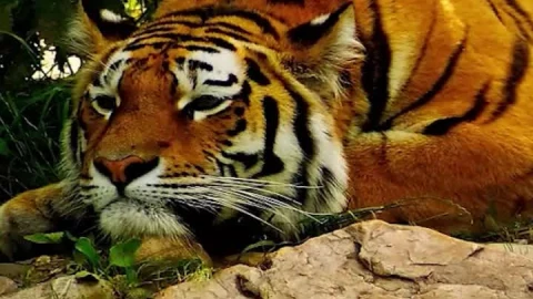 Live Phone Tiger Resting Near Lake Wallpaper To iPhone And Android - Free Live Wallpaper