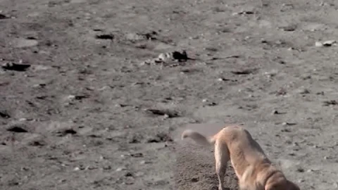 iPhone and Android Dog On Moon Digging Holes Live Phone Wallpaper - Free Live Wallpaper