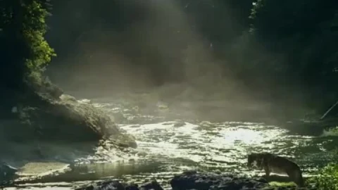 Cool stream in the forest iphone wallpaper aesthetic - Free Live Wallpaper
