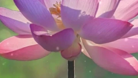 iPhone and Android Lotus Flower Live Phone Wallpaper - Free Live Wallpaper