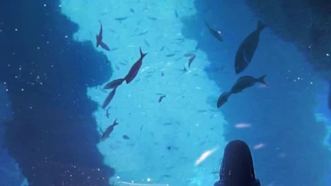 iPhone and Android Girl Looking At Fish In Aquarium Live Phone Wallpaper - Free Live Wallpaper