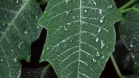 iPhone  Android Green Leafs In Black Background Phone Live Wallpaper - Free Live Wallpaper