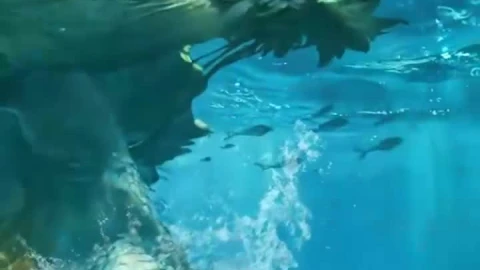 iPhone  Android Sea Monster Live Wallpaper for Phone - Free Live Wallpaper