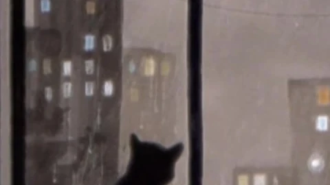 Live Phone Cat Looking Out The Window Wallpaper To iPhone And Android - Free Live Wallpaper