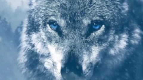 Live Phone Cold Wolf Wallpaper To iPhone And Android - Free Live Wallpaper