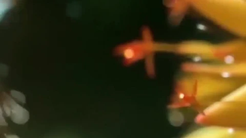 iPhone and Android Magical Hummingbird Live Phone Wallpaper - Free Live Wallpaper